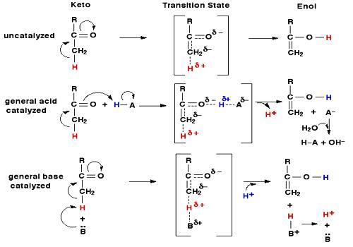 Acid-Base Catalysis - QS Study
