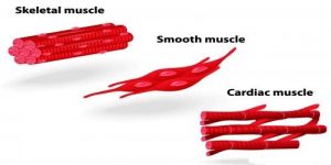 Voluntary or Striated Muscle - QS Study