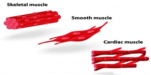 Voluntary Or Striated Muscle QS Study voluntary-or-striated-muscle-qs-study