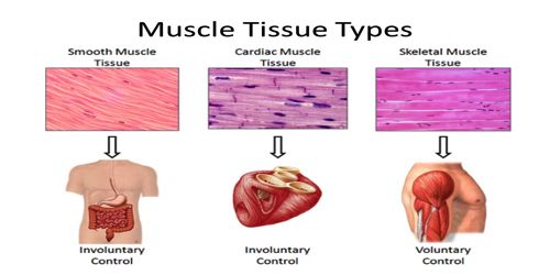 Cardiac Muscle - QS Study