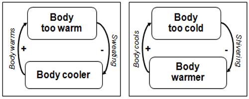 Feedback Mechanism - QS Study