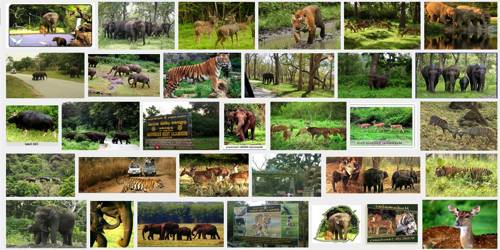 Wildlife in Indian Subcontinent - QS Study