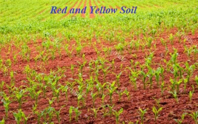 soil yellow indian subcontinent rich characteristic features crops