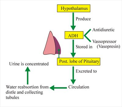 The Insulin:Glucagon Ratio and the Secretion of Growth Hormone ...