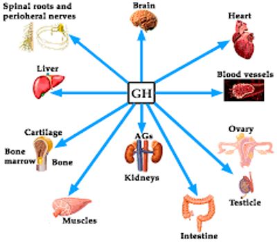 Functions of Growth Hormone - QS Study