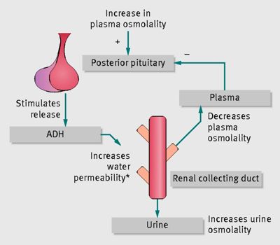 mechanism of action of adh on kidney