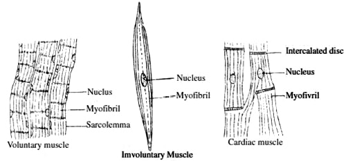 Muscular Tissue - QS Study