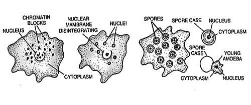 Reproduction of Amoeba - QS Study