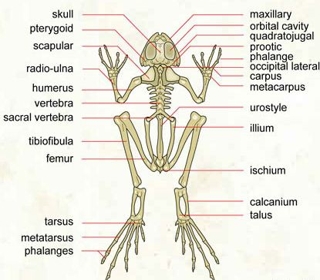 Axial Skeleton system of Toad - QS Study