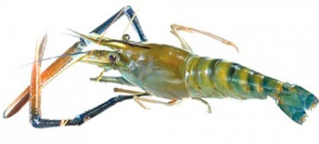 Galda prawn