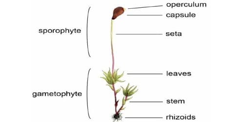 Draw A Labelled Diagram Of Gametophyte Of Moss