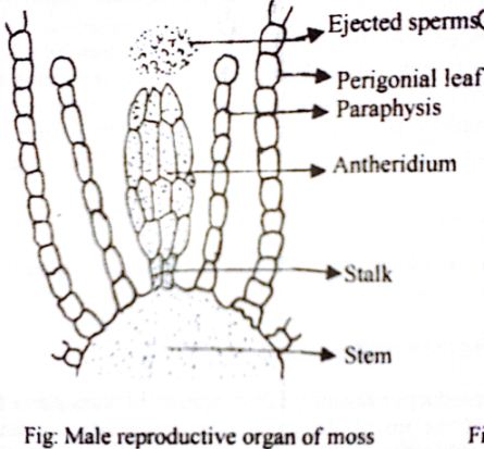 Explain Antheridium or Male Reproductive Organ of Moss - QS Study