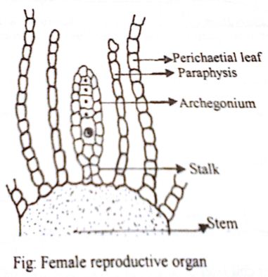 Explain Archegonium or Female Reproductive Organ of Moss ... fungus cell diagram 