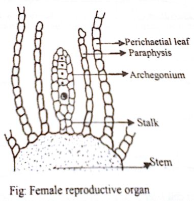 Explain Archegonium or Female Reproductive Organ of Moss - QS Study
