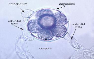Describe on Saprolegnia - QS Study fungus cell diagram 