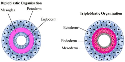 eumetazoa division