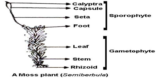 Labelled Diagram Of Sporophyte Of Moss