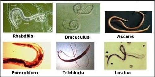 phylum aschelminthes ancylostoma