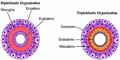 platyhelminthes triploblastic sau diploblastic)