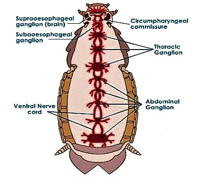 Nervous System of Cockroach 1