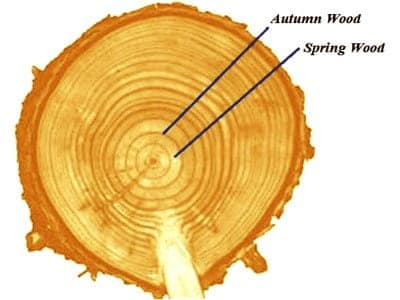 Spring Wood and Autumn Wood 1