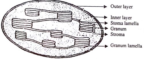 Describe the Structure of Chloroplast - QS Study