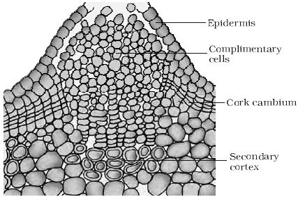 cambium describe