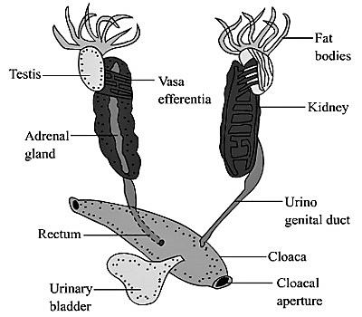 frog male reproductive system 1