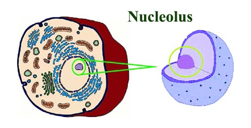 What Is Nucleolus