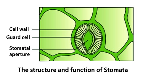 Structure-and-Functions-of-Stomata.jpg