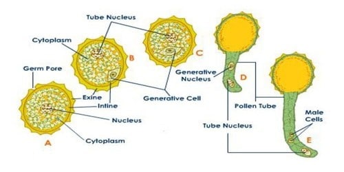the pollen 1s