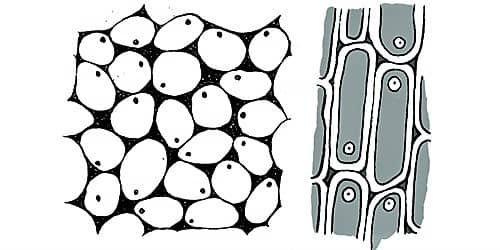 Structure and Function of Collenchyma Tissue - QS Study