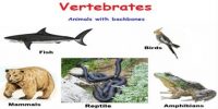 Characteristics of Vertebrates
