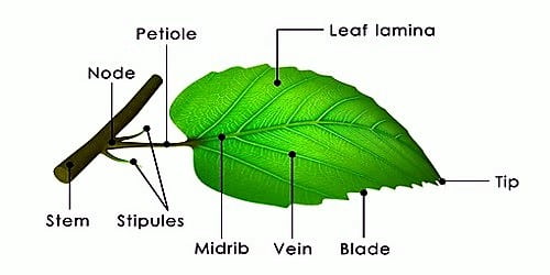 Image result for parts of the leaf