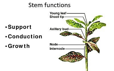 Functions Of The Stem Qs Study