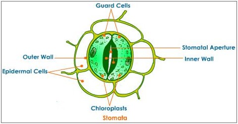 Tamil Solution Draw a diagram to show the structure of stomata