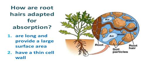 mineral structure salt Study Mineral Absorb Salts? Plants QS How mineral structure salt Study Mineral Absorb Salts? Plants QS How