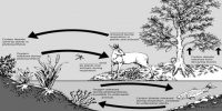 Inter Relation of the Environmental Components and their Inter Dependence