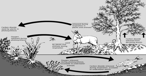Inter Relation of the Environmental Components and their Inter Dependence