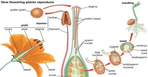  Parthenogenesis  Process QS Study