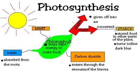 Homework help photosynthesis explanation
