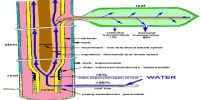 What are the Organs of Plants involved in Water Absorption?