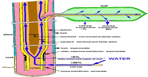 What are the Organs of Plants involved in Water Absorption?