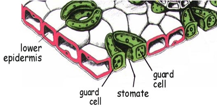 Lower Epidermis - QS Study