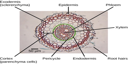 Stem Cell Function During Plant Vascular Development / Stem cell function during plant vascular development ... - Check spelling or type a new query.