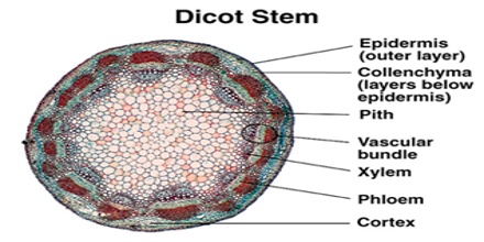 Internal Structure Of Dicot Stem Online Biology Notes - Bank2home.com
