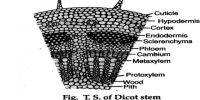Internal Structure of Dicot Stem