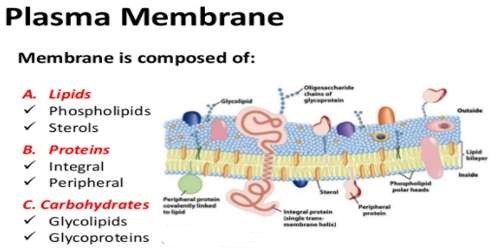 Plasma Membrane Or Cell Membrane Structure And Function Qs Study