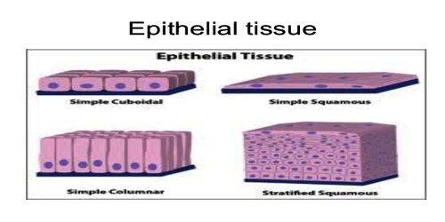 Structural Characteristics, Functions of Epithelial Tissue ... lymph cell diagram 