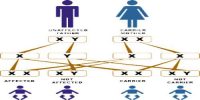How Chromosomes Determine Sex?